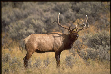 Image of <i>Cervus canadensis</i>