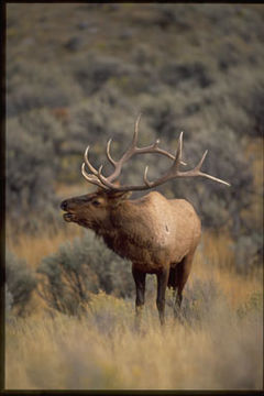 Image of <i>Cervus canadensis</i>