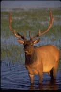 Image of <i>Cervus canadensis</i>