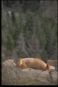 Image of Yellow-bellied Marmot