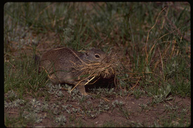 Image of Columbian ground squirrel