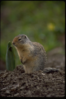 Image of Columbian ground squirrel