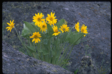 Image of arrowleaf balsamroot