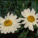 Image of White-Ray Mule's-Ears