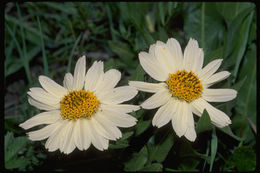 Image of White-Ray Mule's-Ears