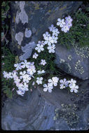 Image of flowery phlox