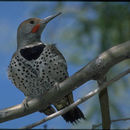 Image of Gilded Flicker