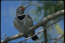 Image of Gilded Flicker