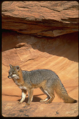 Image of gray fox