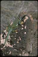 Image of Eastern Collared Lizard