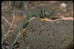 Image of Eastern Collared Lizard