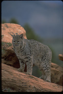 Image of bay lynx