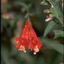 Image of <i>Zauschneria garrettii</i>