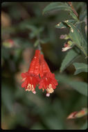 Image de <i>Zauschneria garrettii</i>