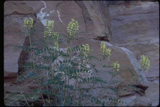 Image of stinking milkvetch