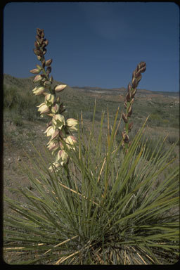 Image of narrowleaf yucca