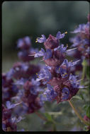 Image of purple sage