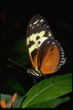 Image of Heliconius hecale Fabricius 1775