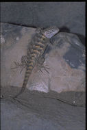 Image of Desert Spiny Lizard