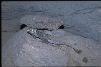 Image of Great Basin Collared Lizard