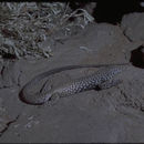 Image of Aspidoscelis tigris tigris (Baird & Girard 1852)