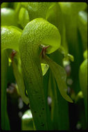 Image of California pitcherplant