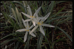 Image of common starlily