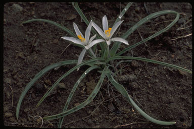 Image of common starlily
