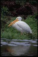 Image of American White Pelican