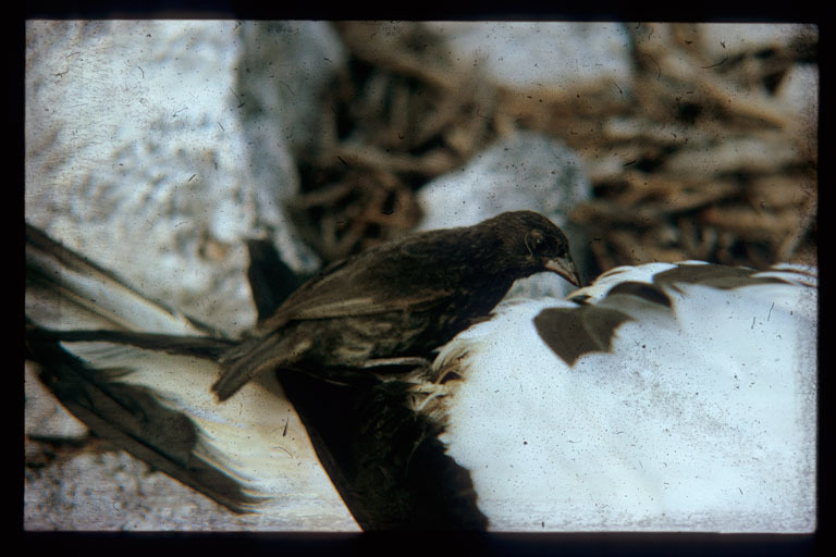 Image of Sharp-beaked Ground Finch