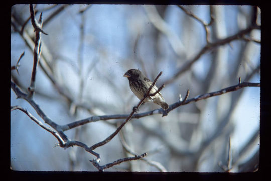 Image of Small Tree Finch