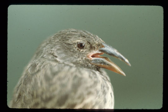 Geospiza scandens (Gould 1837) resmi