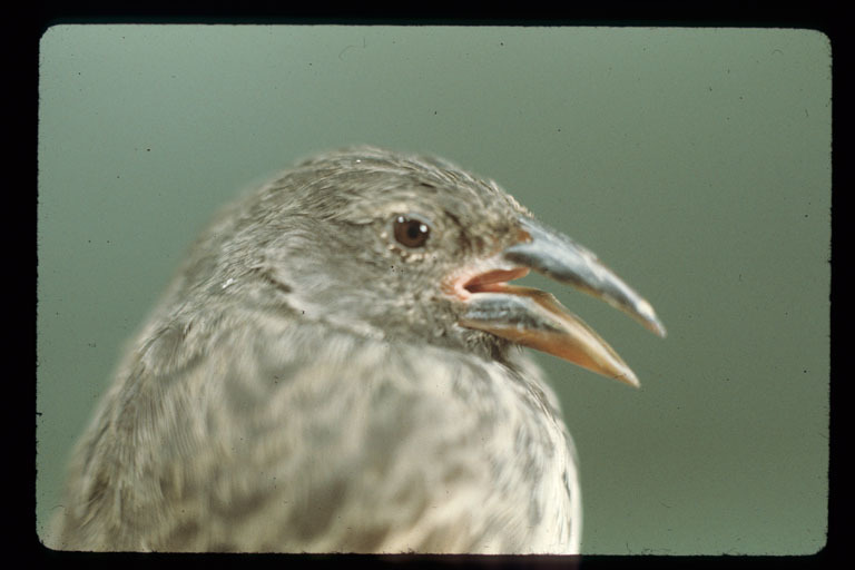 Image of Common Cactus Finch