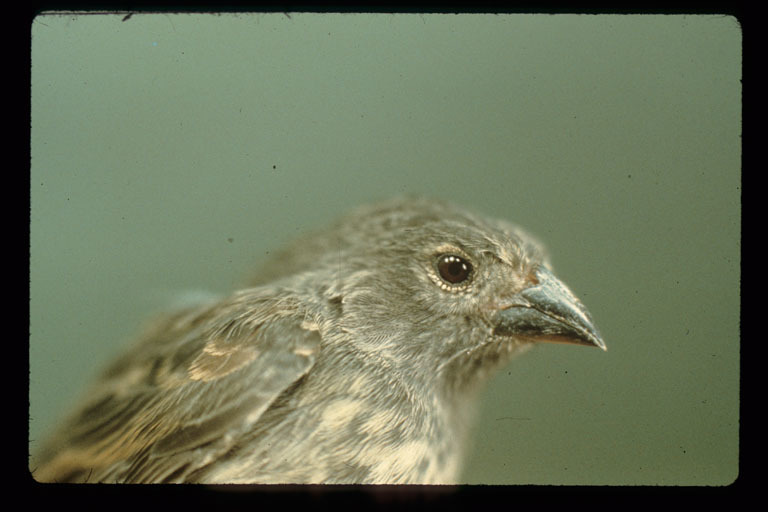 Image of Small Ground Finch