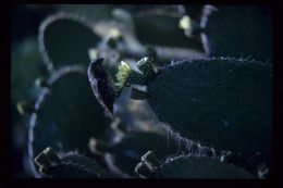 Image of Espanola Cactus Finch