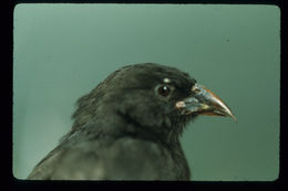 Image of Sharp-beaked Ground Finch