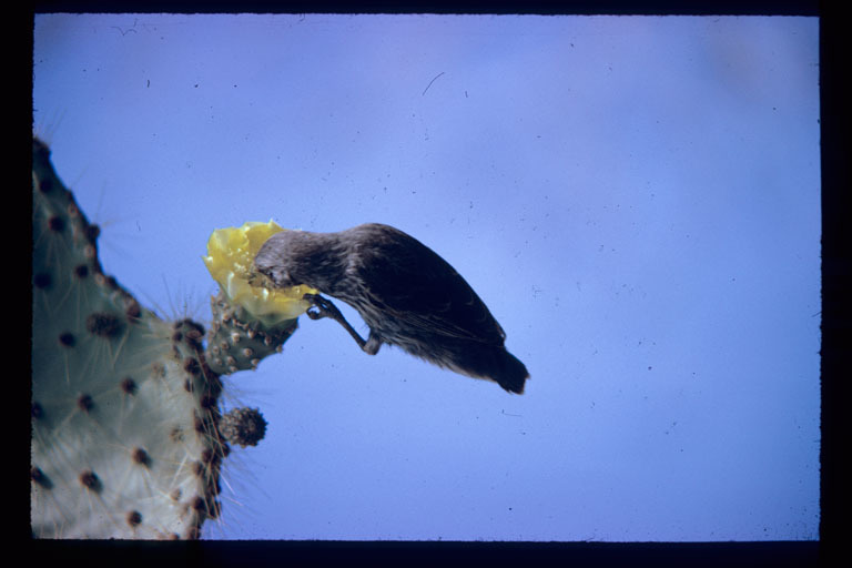 صورة Geospiza scandens (Gould 1837)