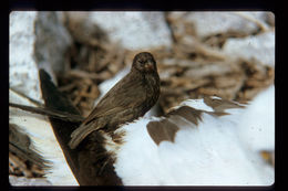 Image of Sharp-beaked Ground Finch
