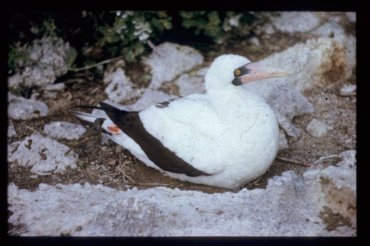 Image of Sharp-beaked Ground Finch