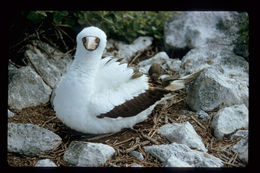 Image of Sharp-beaked Ground Finch