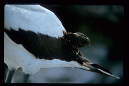 Image of Sharp-beaked Ground Finch