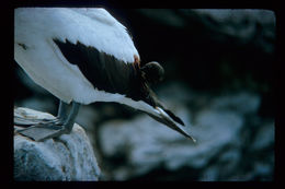 Image of Sharp-beaked Ground Finch