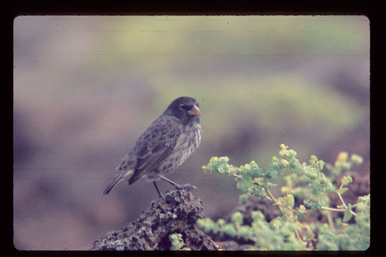 Image of Sharp-beaked Ground Finch