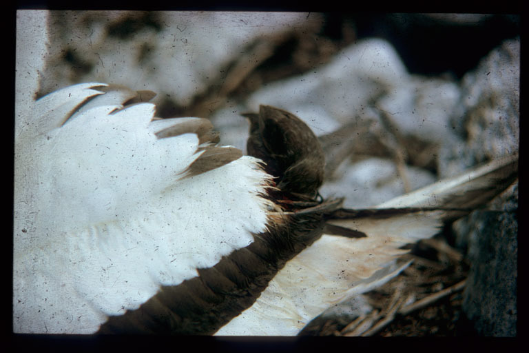 Image of Sharp-beaked Ground Finch