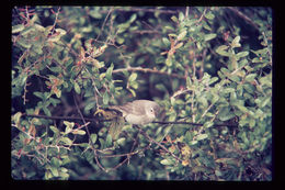 Image of Green Warbler-Finch