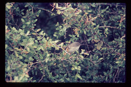 Image of Green Warbler-Finch