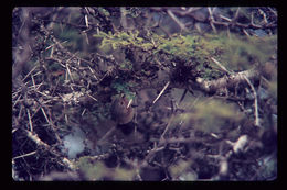 Image of Green Warbler-Finch