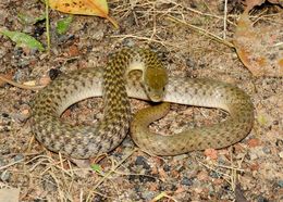 Image of Checkered Keelback Snake
