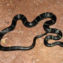 Image of Travancore Wolf Snake
