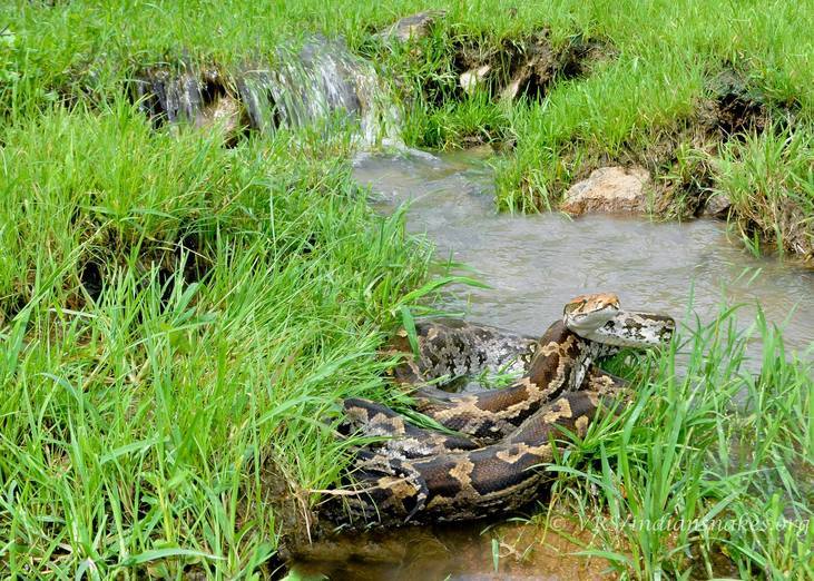 Image of Asiatic rock python